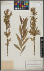 Foto von Salix triandra L. x Salix viminalis L.